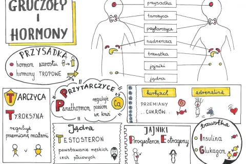 Mity o hormonach: obalamy najczęstsze błędne przekonania
