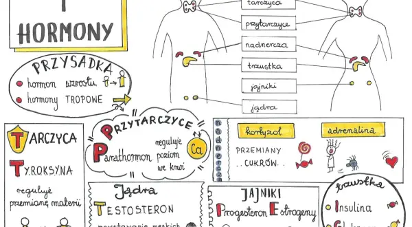 Mity o hormonach: obalamy najczęstsze błędne przekonania