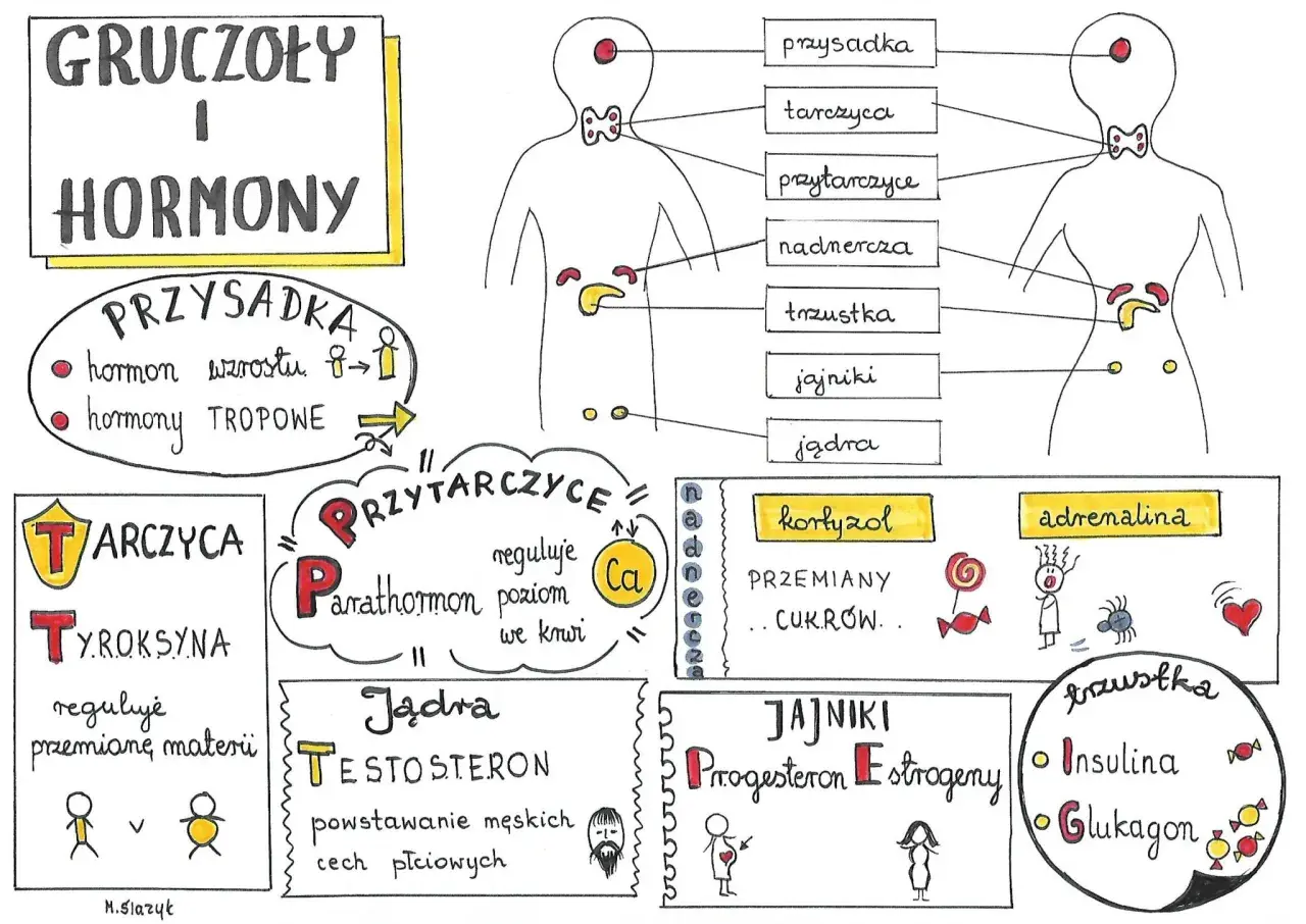 Mity o hormonach: obalamy najczęstsze błędne przekonania