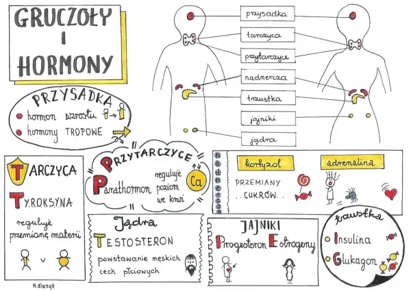 Mity o hormonach: obalamy najczęstsze błędne przekonania